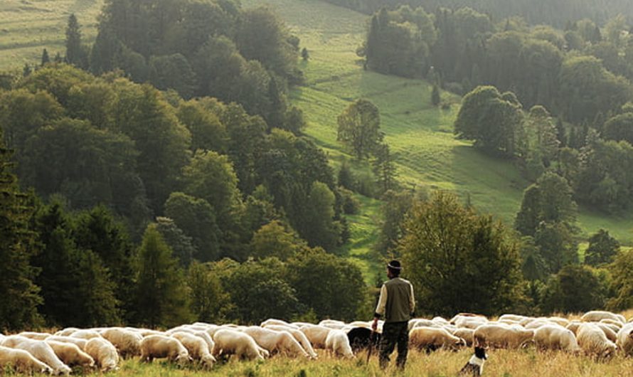 牧者需要注意什么？